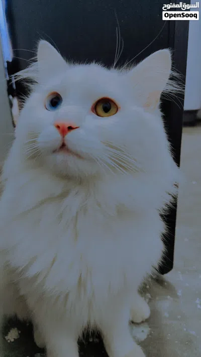 turkish angora Persian 2