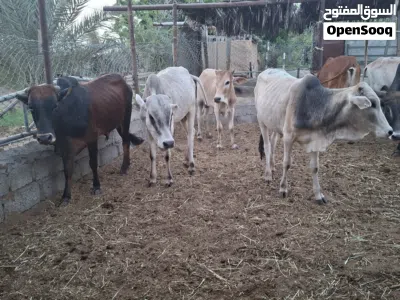 ثيران خارجيات احجام طيبه الحمدلله الراس 270 نهايه التواصل واتساب او اتصال فقط 3