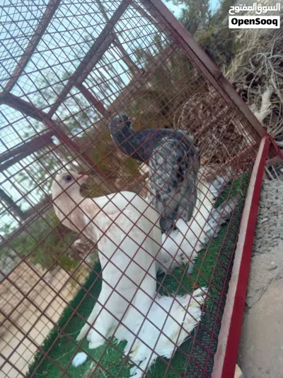 إنتاج هزاز درجه اولا 4