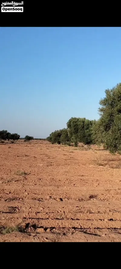 للبيع زوز أراضي مجاورين لبعضهم مغروسين زيتون شملالي كبير على 24 متر 2