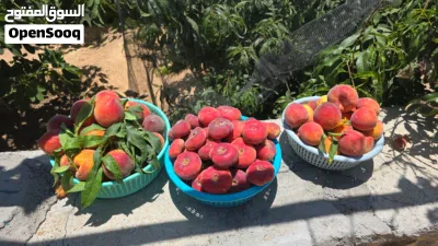 السلام عليكم ورحمة الله وبركاته يوجد لدينا فواكه الجبل الأخضر 3