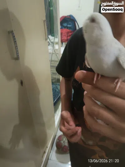 بادجي البينو عيون حمر مروض ب3 قاطع عس الوصف مهم 2