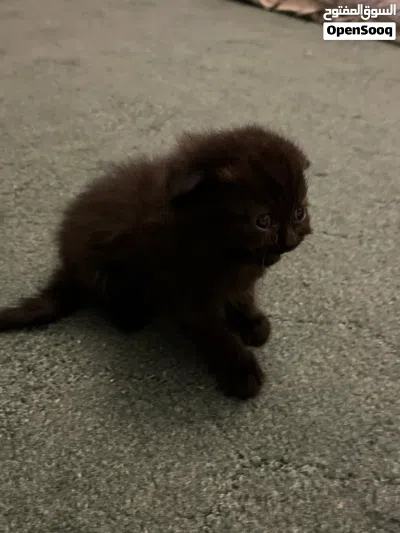 Sweet & Playful black cinnamon Scottish-British short hair Kitten Looking for a for a forever home 4