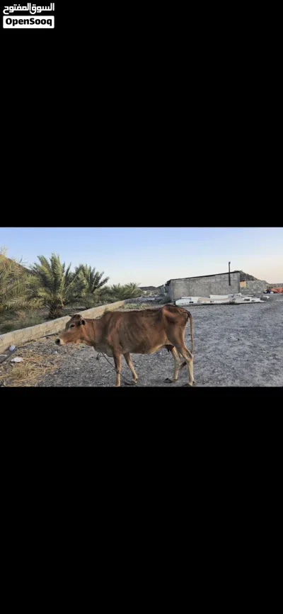 للبيع بقره عمانيه شوف الوصف 3