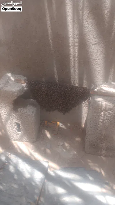 خلايا للبيع 2
