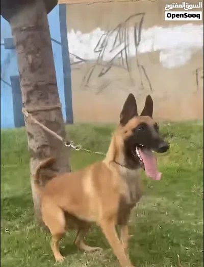 كلبه مانيلوا عنده امرين قعمز وسلم مرفق صوره البو والام ولي عنده كلب مانيلوا ديرله افاري ونزيده 3