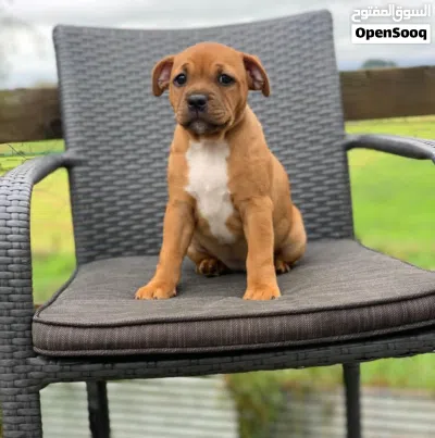 Staffordshire Bull Terrier Puppy for Sale Healthy & Playful. 4