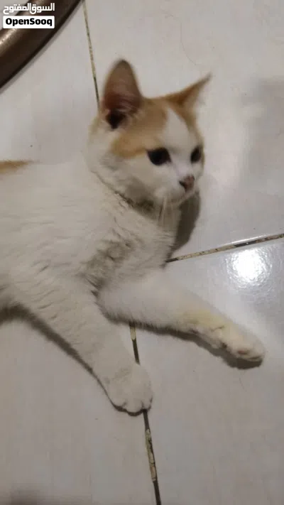 brownie Persian short hairs 2