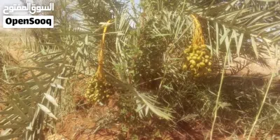 ارضك في الواحات البحريه 3