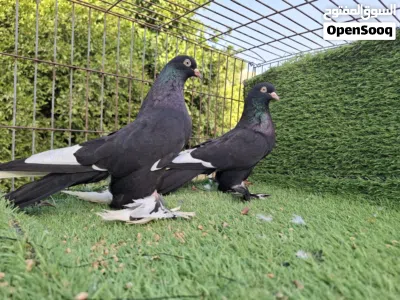 بلاك جناح نسر 2