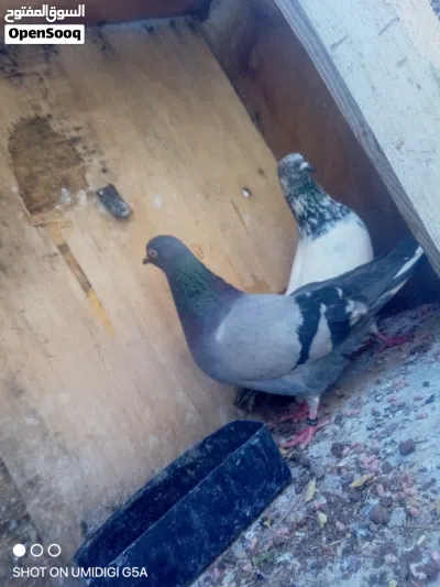 حمام لوت قلاب 3