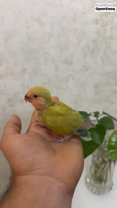 فرخ روز للبيع 3