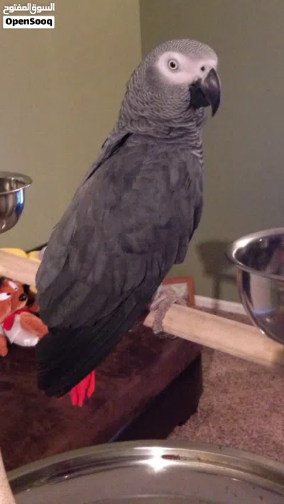 Congo African Grey Parrots – Hand-Reared & Captive Bred in the UAE 4