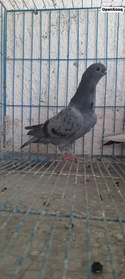طواير بواقي 7 2