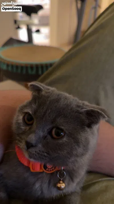 Scottish fold mix British shorthair cat for sale 3