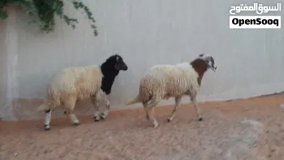 2خرفان وطنيات مشالله ربي يبارك عمرهم ف7شهور سليمات متع تربيه او موس لبيدبح.. 4