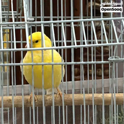 للبيع طير كناري 2