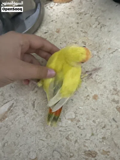 مخالف(طير ليسة بالغ) طير روز اللون لاتينو منتحت ازرق غامق الطير معاه عيب خلقي يسمة الكساح 2