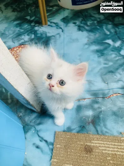 kitten for sell 4