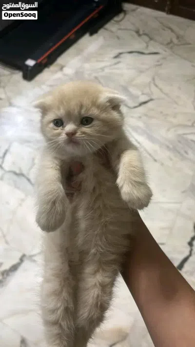 قطط عمر شهرين 4