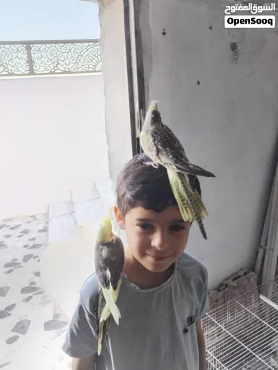 طيور كوكتيل للبيع 2