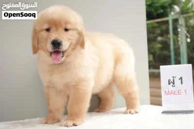 Golden Retriever Puppies 2