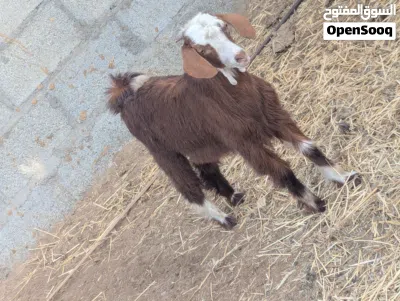 جدي للبيع سمين تبارك الله 4