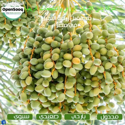 استلام فوري مساحات تبدأ من 2 فدان بالواحات استثمر في المضمون اوراق سلميه 100% 4