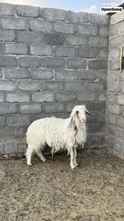 كبش للبيع سمين اموره طيبه العمر سنتين 3