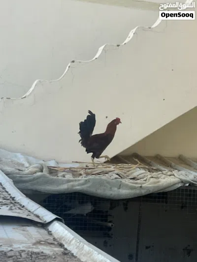 دجاج وحقم للبيع 4