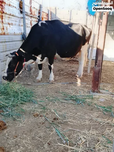 حيوانه فريزيه اصل عليها 8تشهر فحص بيطار 4