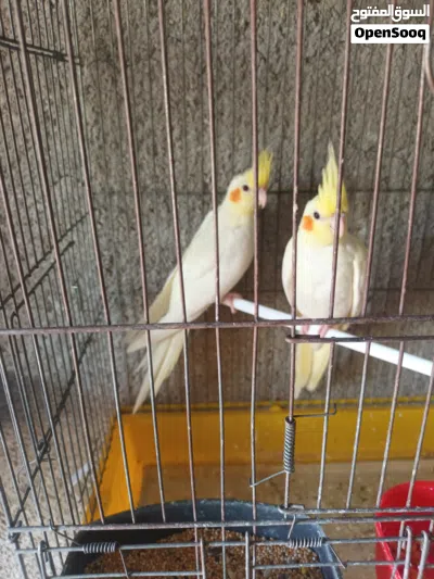 طيور كوكتيل مخاليف 3