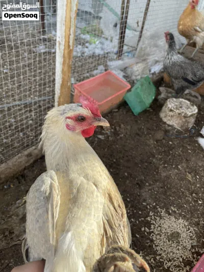 دجاجه وديج للبيع 2