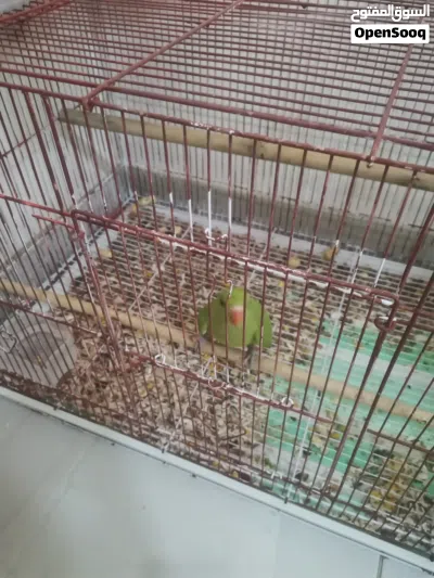 للبيع دره اليف 2