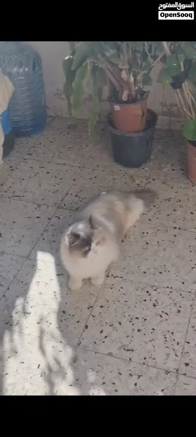قطط مستواه عالي 4