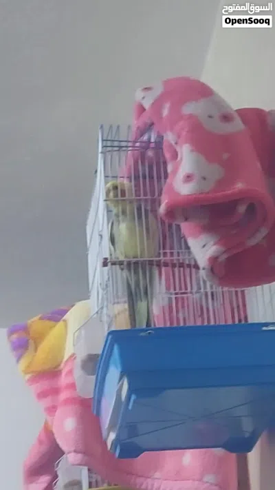 طائر كوكتيل أليف %100 (Normal Grey Cockatiel). شومر شارع الرياض قرب شومرالحديثه 4