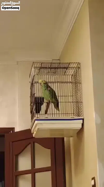 ببغاء دبل يلوهد ماغنا 3