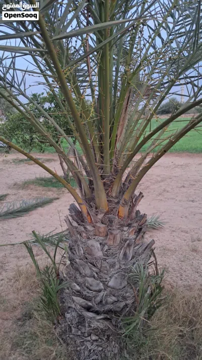 جبارة بكراري 3
