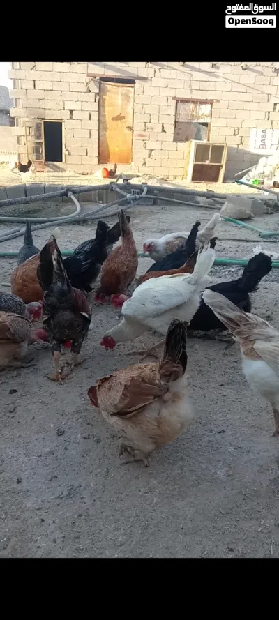 دجاج. عرب أصلي وبركيبه بياض صحه خير من لله 2