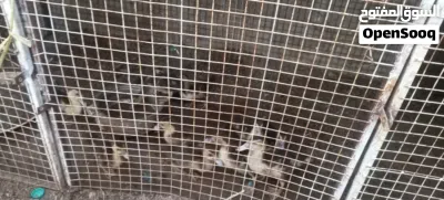 لللبيع او البدل 2