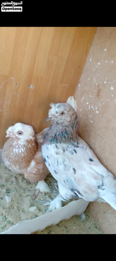 جوز مكويات شوف الوصف 2