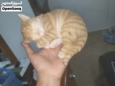 the cate shopis 2