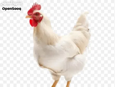 دجاج لاحم صغير (حجم 400 إلى 500 جرام صافي) فروج صغير . يُستخدم هذا الحجم الفاخر بكثرة في الشوي، أو ا 3