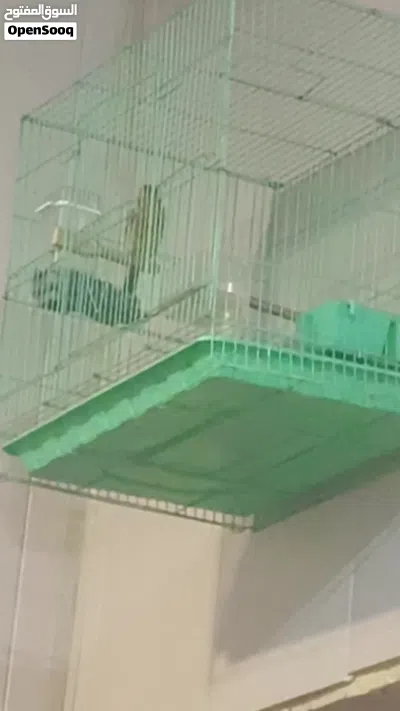 كناري( 2) للبيع 3