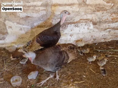 ديك رومي زوز دجاجه 8 فلوس تحتهم 4