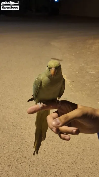 بغبغاء دره هندي 2