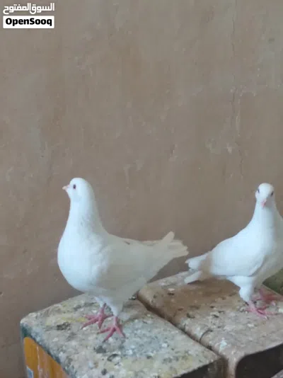 حمام فرنسي فوق جامبو 8 جواز موجود 2