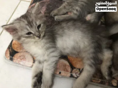 FOR SALE PERSIAN KITTENS 3