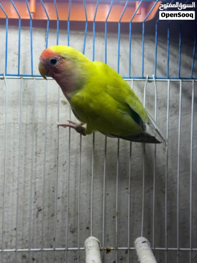 undefined 4