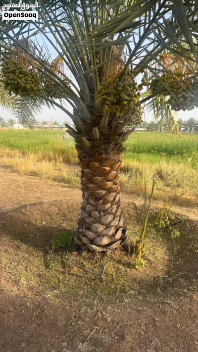 نخيل وفسائل خلاص للبيع 3